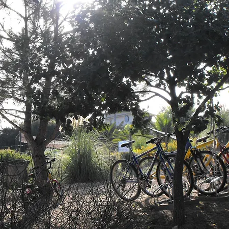 Trigona * بياتْسا أرمارِنا