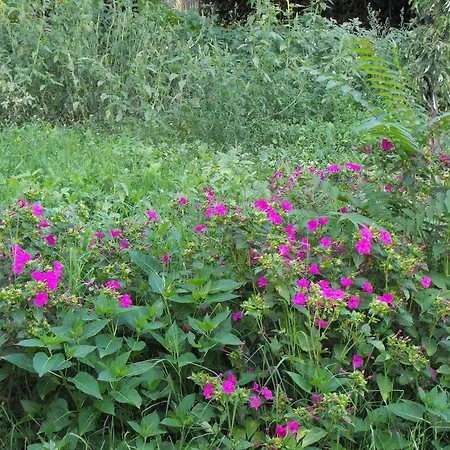 Trigona منزل ريفي