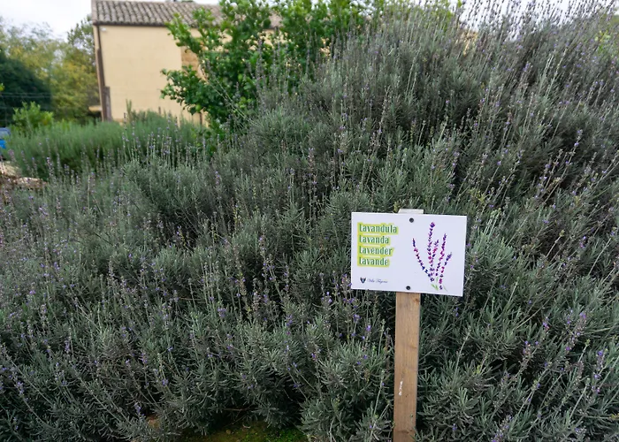 Trigona בית כפרי