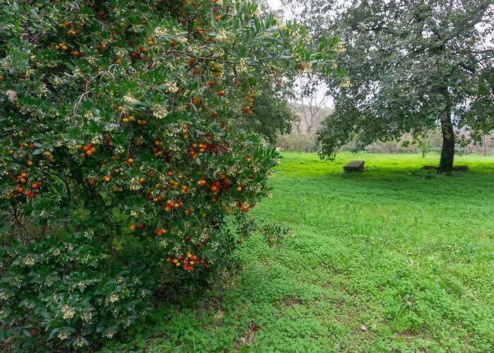 בית כפרי Trigona
