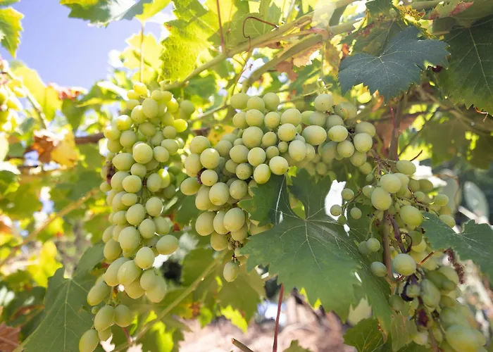 Trigona בית כפרי פיאצה ארמרינה